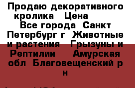 Продаю декоративного кролика › Цена ­ 500 - Все города, Санкт-Петербург г. Животные и растения » Грызуны и Рептилии   . Амурская обл.,Благовещенский р-н